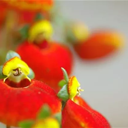 Pantoffelblume - Einpflanzen im Garten