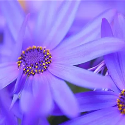 Gartenzinerarie - Einpflanzen im Garten