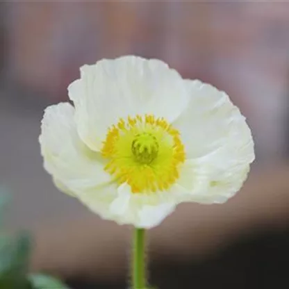 Mohn - Einpflanzen im Garten