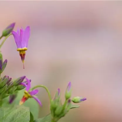 Götterblume - Einpflanzen im Garten