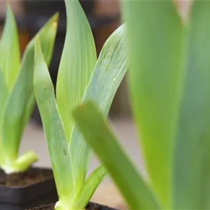 Schwertlilie - Einpflanzen im Garten