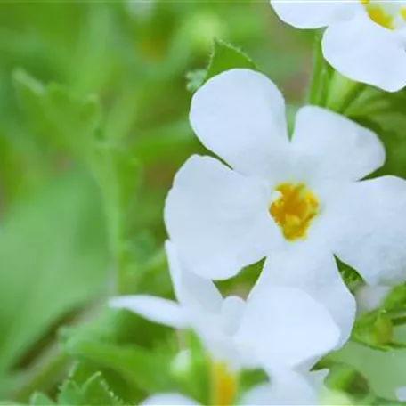 Fettblatt - Einpflanzen im Garten