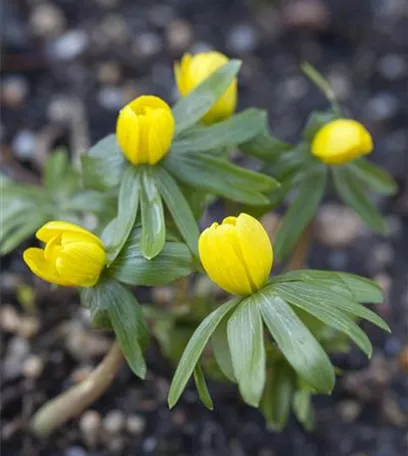 Winterlinge – erste Farbtupfer im winterlichen Garten