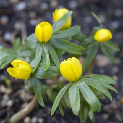 Winterlinge – erste Farbtupfer im winterlichen Garten