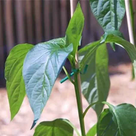 Jalapeno Paprika- Einpflanzen im Gemüsebeet