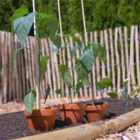 Gemüsepaprika - Einpflanzen im Gemüsebeet