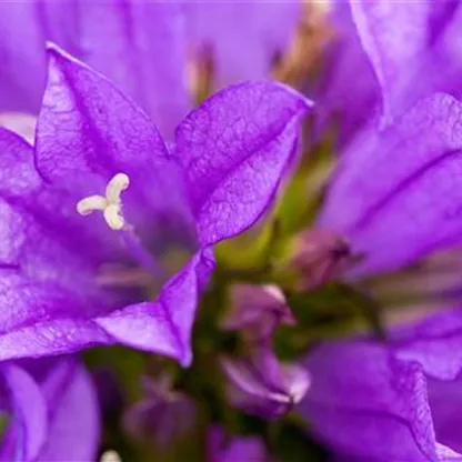 Knäuel Glockenblume - Einpflanzen im Garten