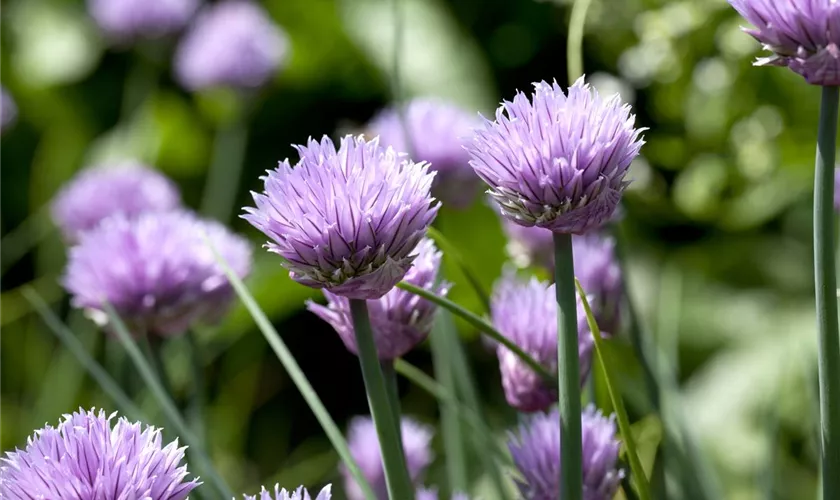 Allium schoenoprasum, violett