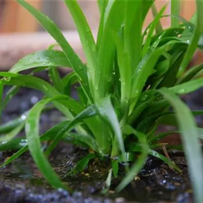 Waldmarbel - Einpflanzen im Garten