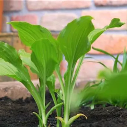 Funkie - Einpflanzen im Garten