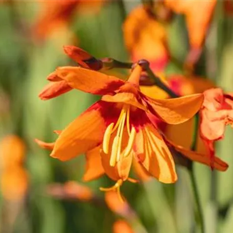 Montbretie - Einpflanzen im Garten