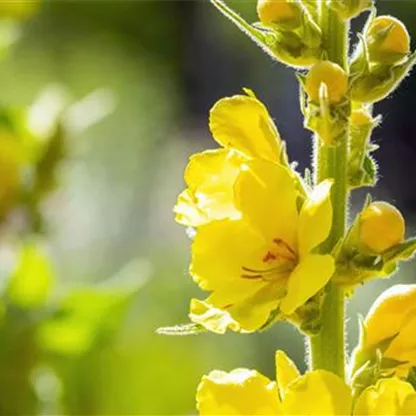 Königskerze - Einpflanzen im Garten