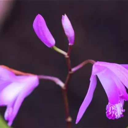 China-Orchidee - Einpflanzen im Garten