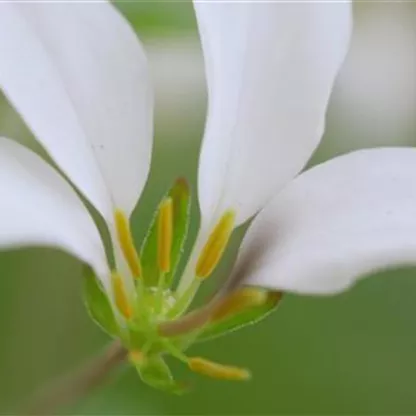 Spinnenblume - Einpflanzen im Garten