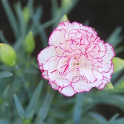 Landnelke - Einpflanzen im Garten