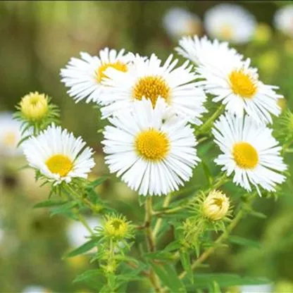 Rauhblatt Aster- Einpflanzen im Garten