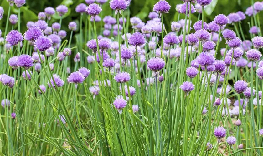 Allium schoenoprasum 'Buster'