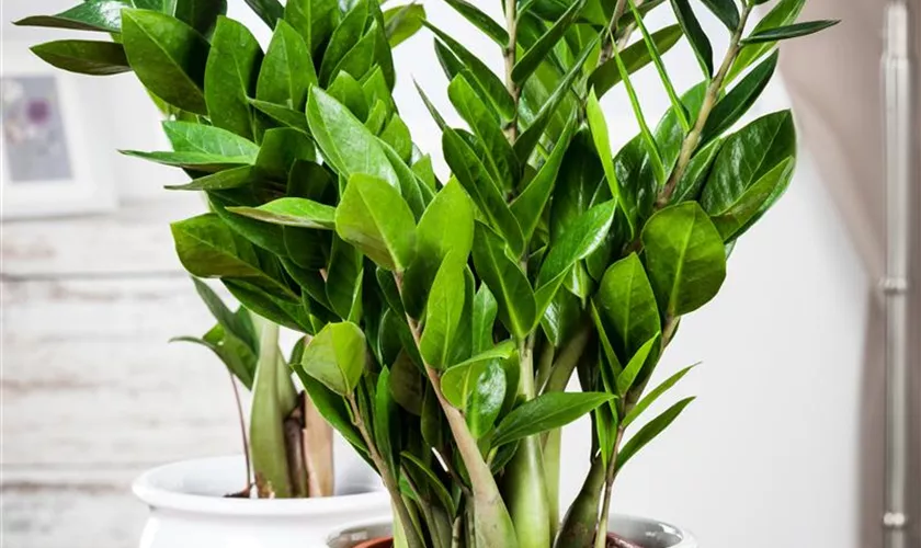 Zamioculcas zamiifolia 'Zenzi'