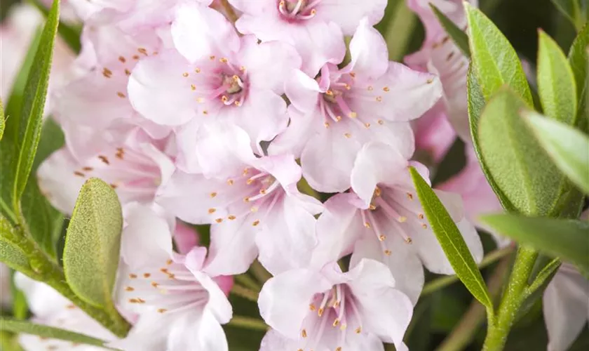 Rhododendron micranthum 'Bloombux'®, Kugel