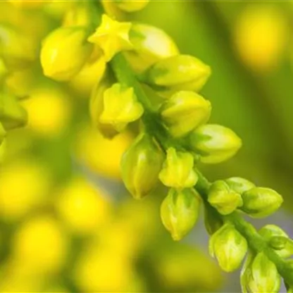 Goldtröpfchen - Einpflanzen im Garten