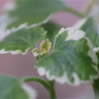 Haferstrauch - Einpflanzen im Garten