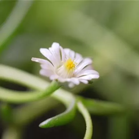 Kriechende Mittgsblume - Einpflanzen im Garten