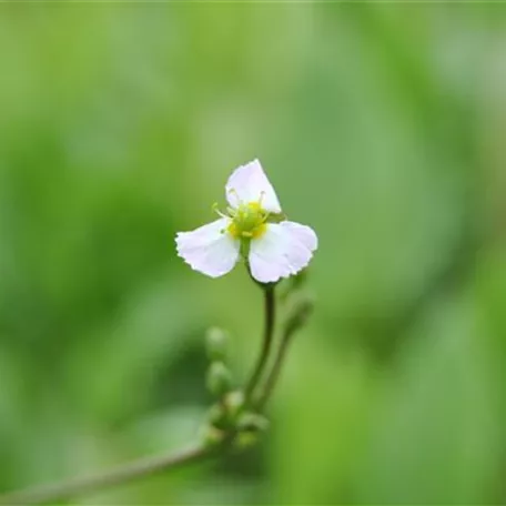 Gewöhnliches Pfeilkraut