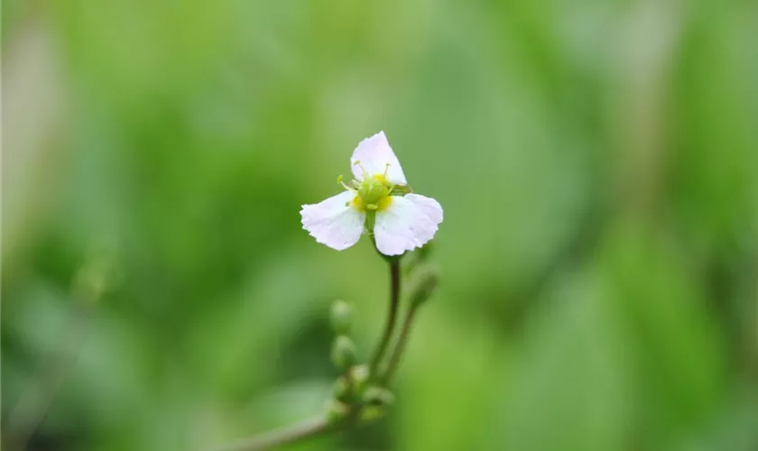 Sagittaria sagittifolia