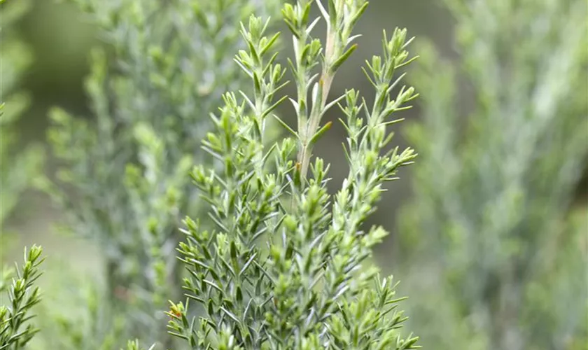 Chamaecyparis lawsoniana 'Ellwoodii'