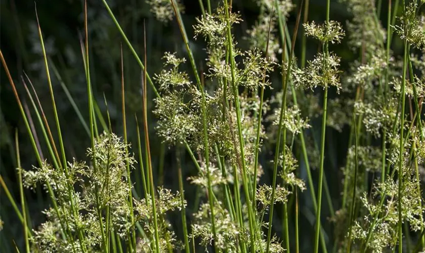 Juncus effusus