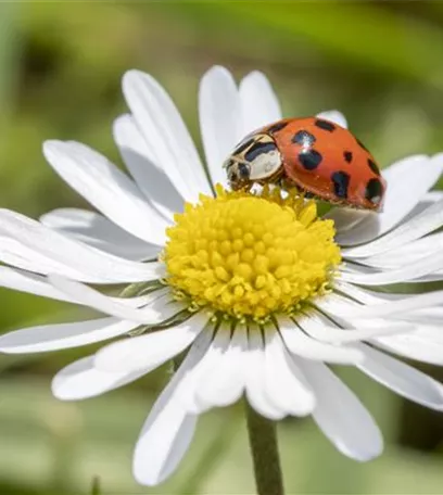 Ein Insektenhotel im Garten - Urlaub für kleine Nützlinge.