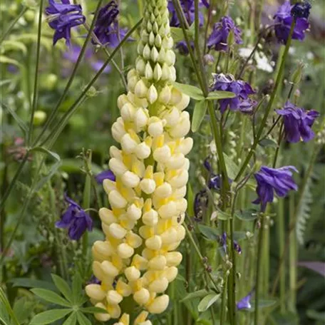 Lupine