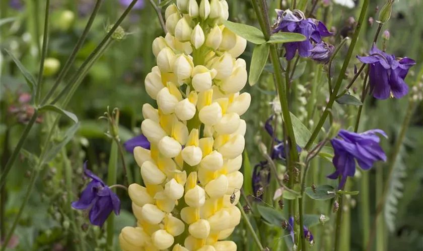 Lupinus