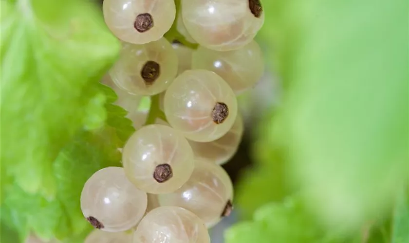 Ribes rubrum 'Weiße aus Jüterbog'