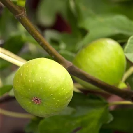 Ficus carica 'Nazareth'