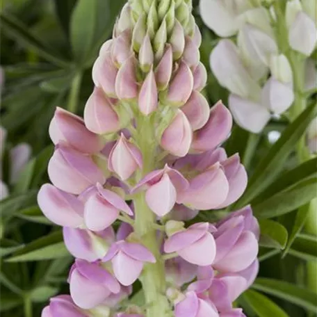 Lupine 'Nanus Gallery'