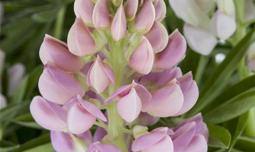 Lupinus polyphyllus 'Nanus Gallery'