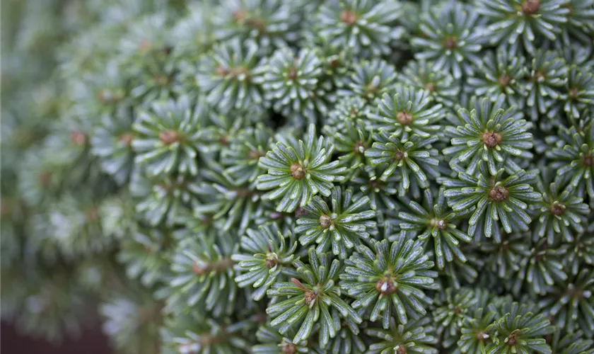 Abies koreana 'Tanja'