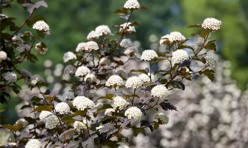 Physocarpus opulifolius 'Diabolo'®