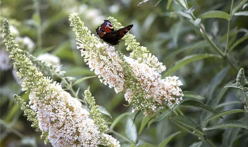 Sommerflieder 'White Profusion'