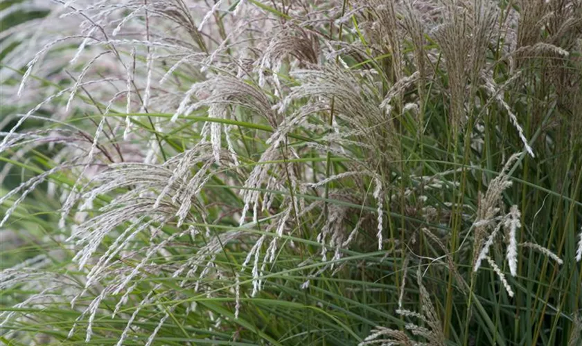 Miscanthus sinensis 'Federweißer'