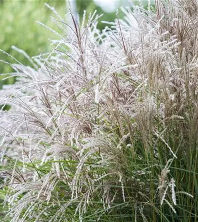 Ziergräser im Garten sind vielfältig einsetzbar 