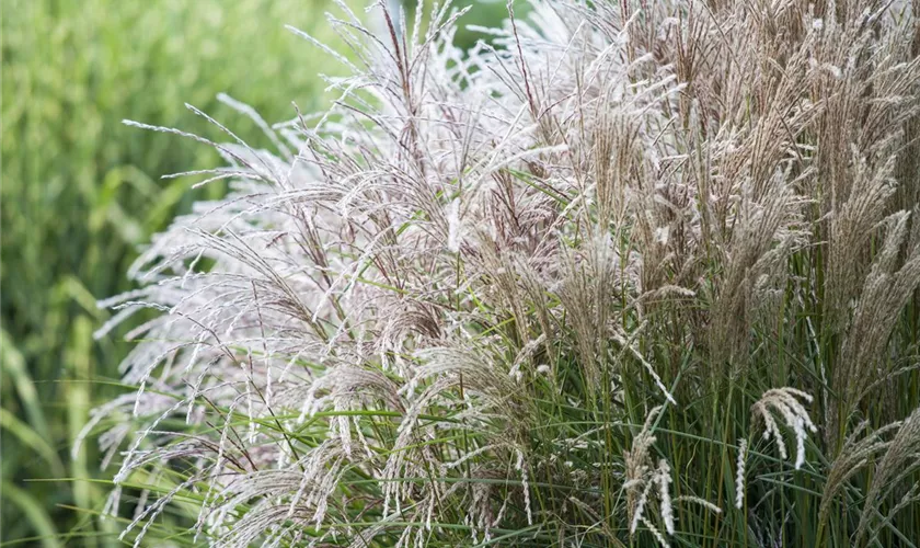 Miscanthus sinensis 'Große Silberblüte'