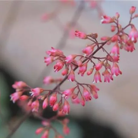 Echtes Purpurglöckchen (Heuchera)- Einpflanzen im Garten