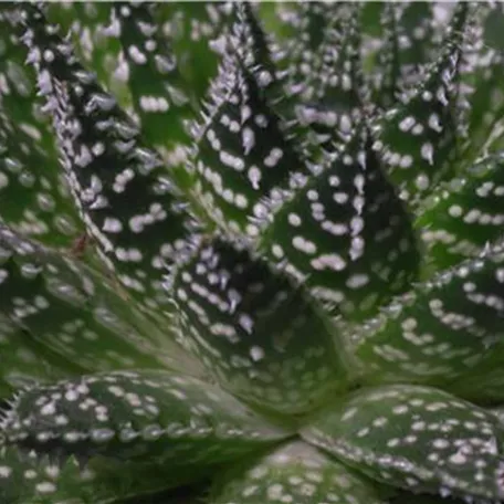 Haworthia - Umtopfen