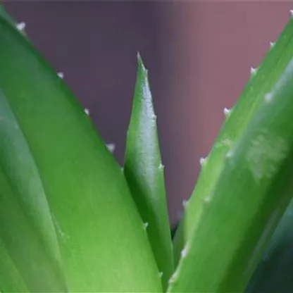 Aloe Vera (klein) - Umtopfen