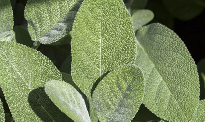 Salvia officinalis 'Elephant Ear'