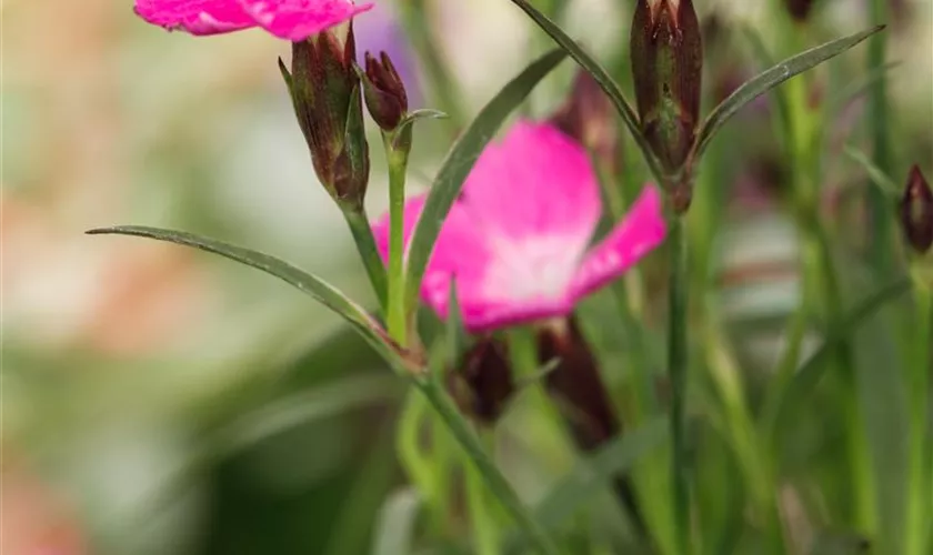 Dianthus 'Kahori'®