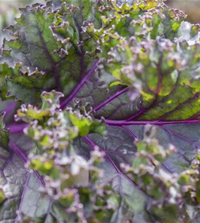 Frisches und leckeres Gemüse aus dem eigenen Garten