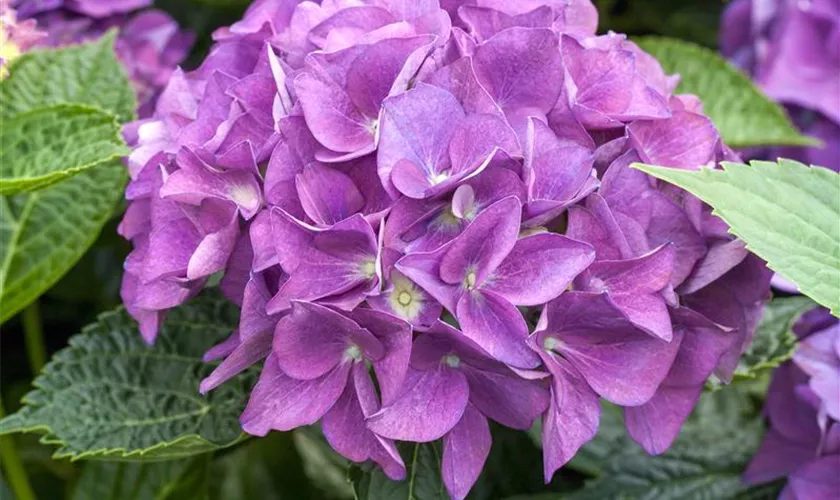 Hydrangea 'Hovaria'®